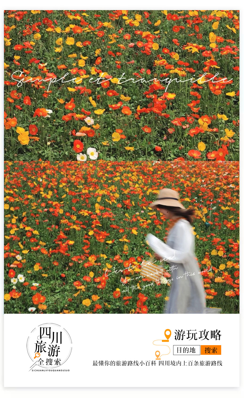 成都白绣球花美景,春天必打卡的樱花海棠花胜地