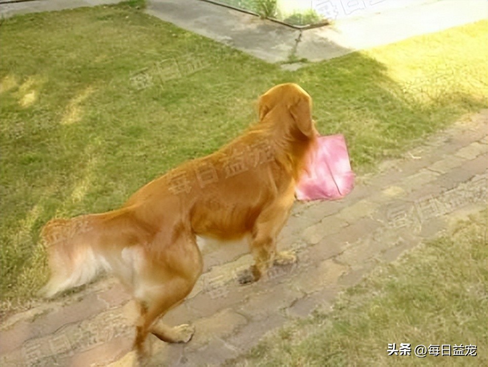 懂事金毛,金毛懂事