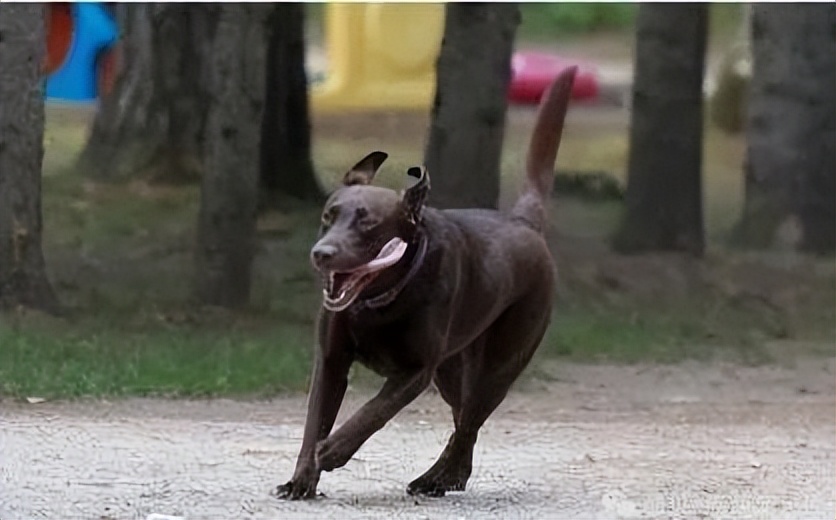 狗狗尾巴的秘密英文版,狗狗尾巴背后都有什么秘密