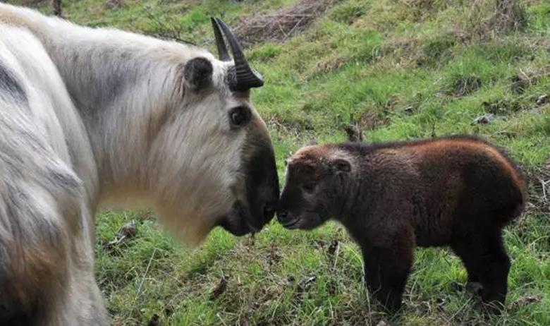 四川唐家河发现大量“六不像”觅食，没有天敌，林中称王称霸