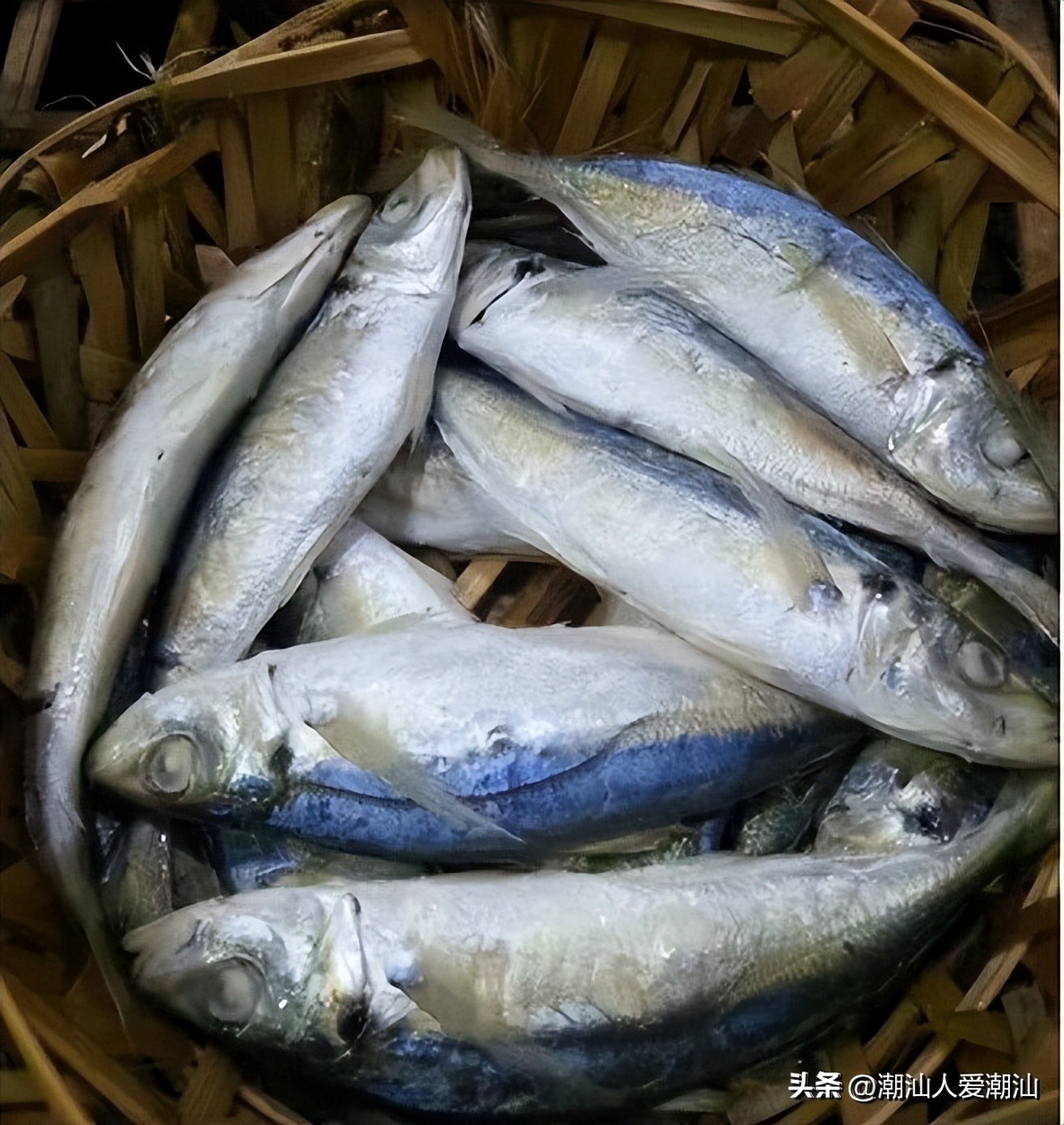 潮汕海鲜薄壳肉,潮汕各式海鲜海鲨