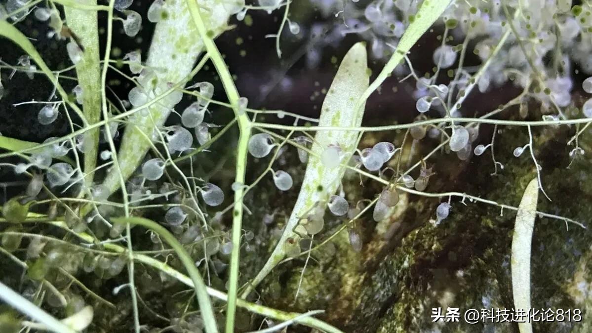 你绝对没见过的食虫植物,十种食虫植物