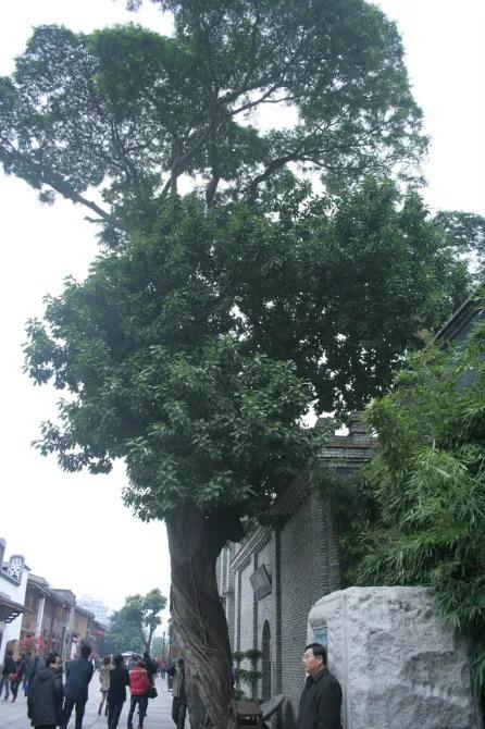 美丽的三坊七巷,我眼中的三坊七巷作文