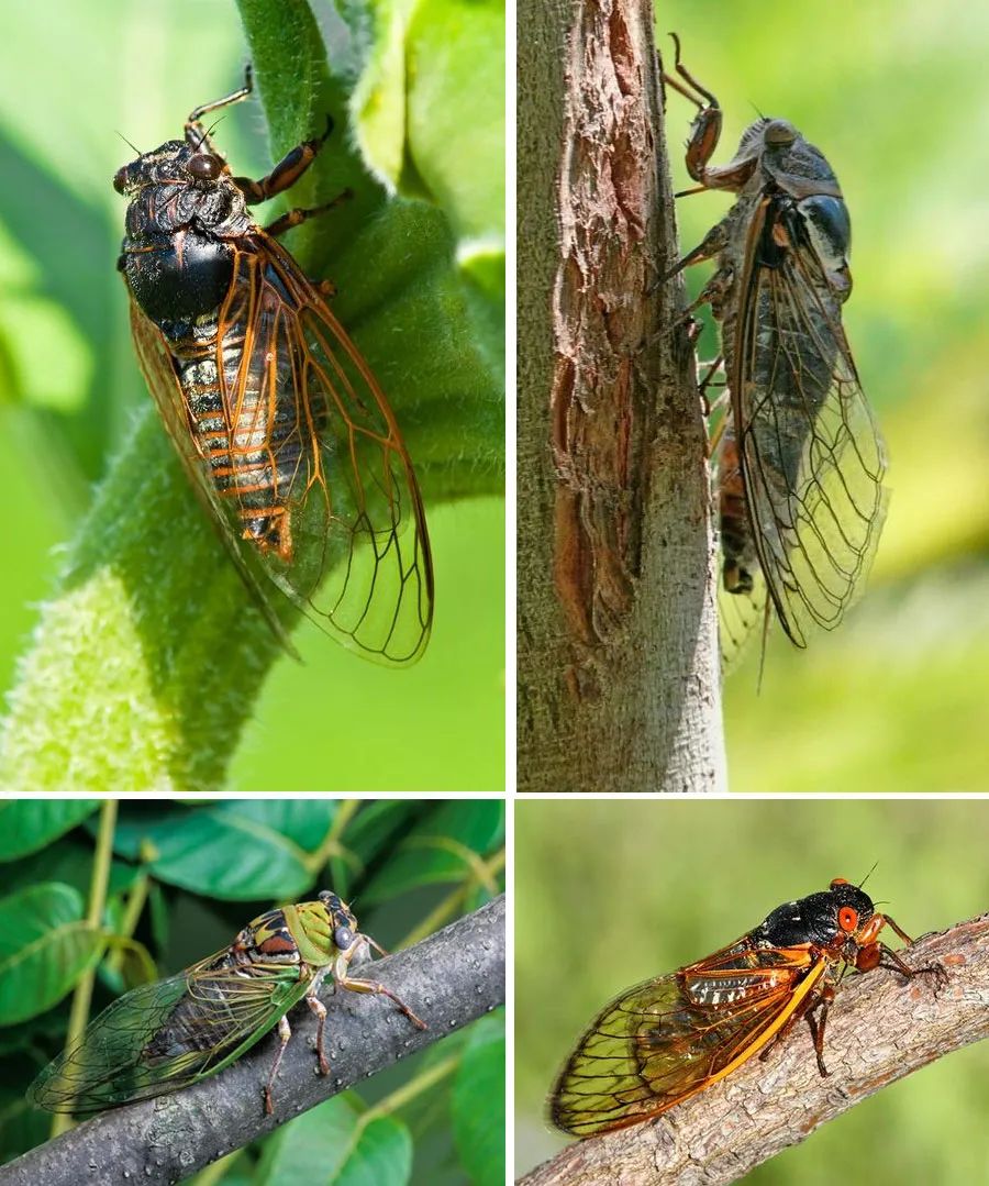 少儿创意绘画作品撕贴,缤纷夏日的儿童撕贴画