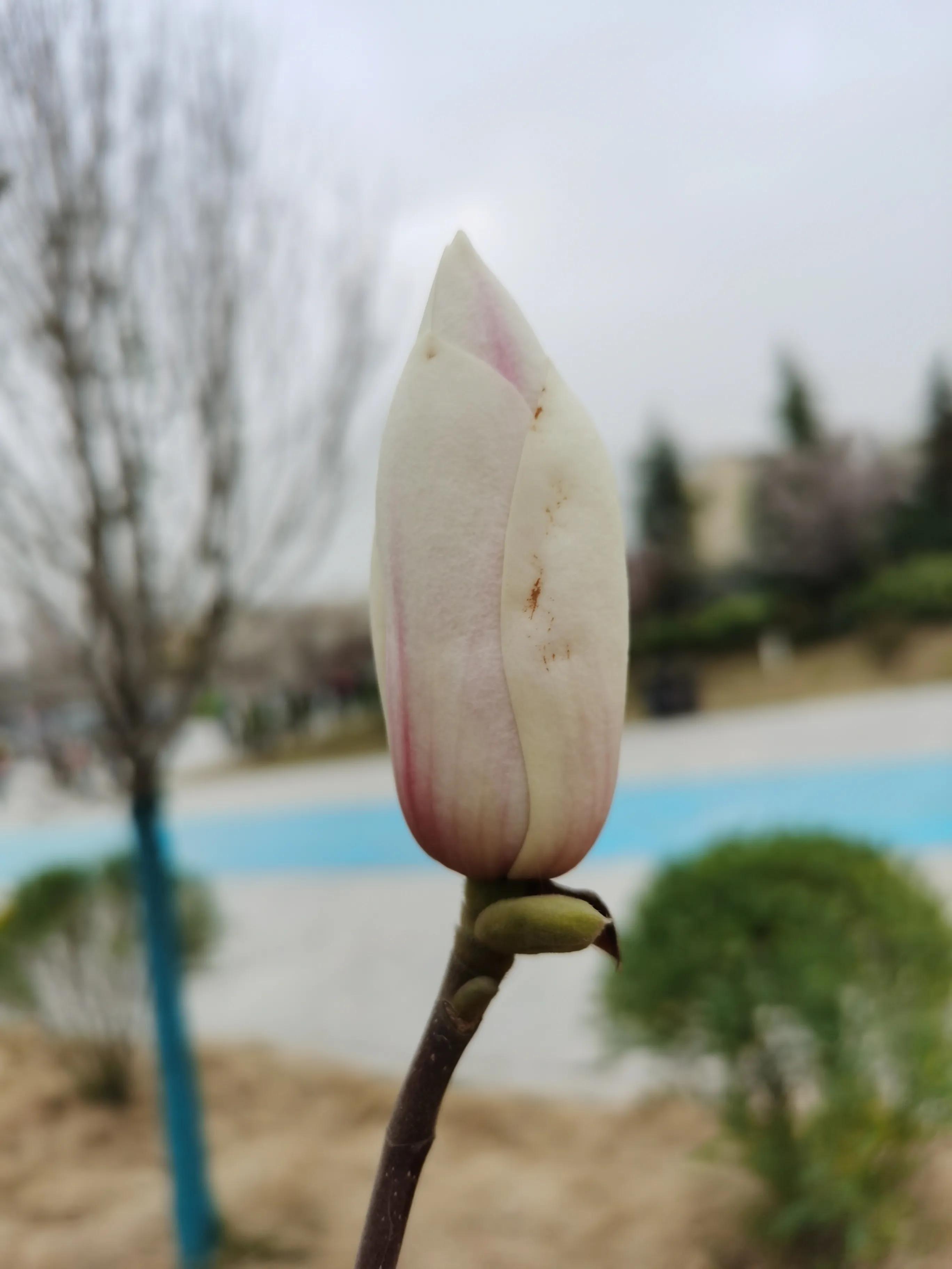 玉兰花的花语视频,玉兰花的花语微博