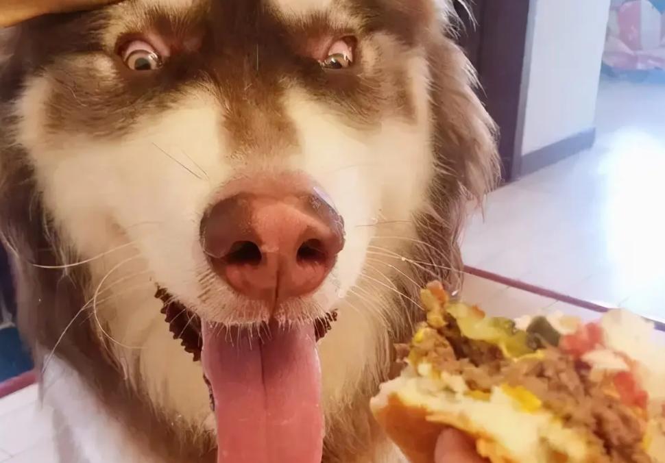 买狗千万别贪便宜,买狗一时爽养狗火葬场