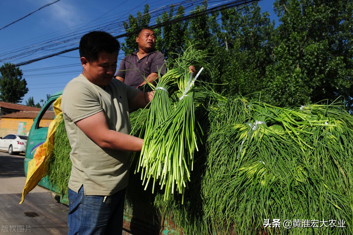 蒜薹价格为什么这么便宜,蒜苔价格暴跌怎么办