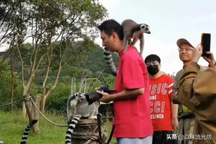 王思聪与慎婕疑似分手,王思聪慎婕宁波动物园