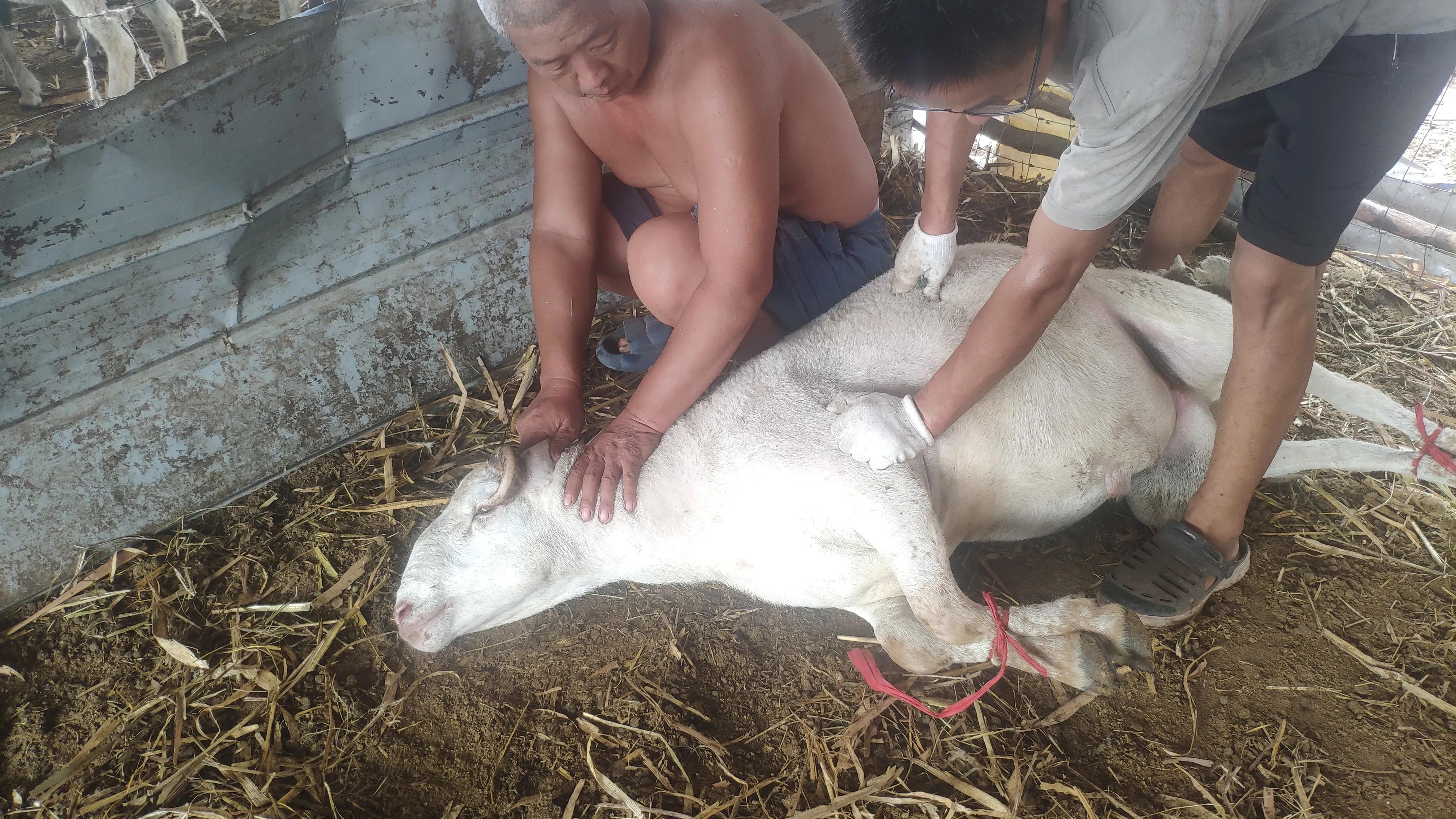 养羊人禁忌是什么,养羊的人要注意什么事项