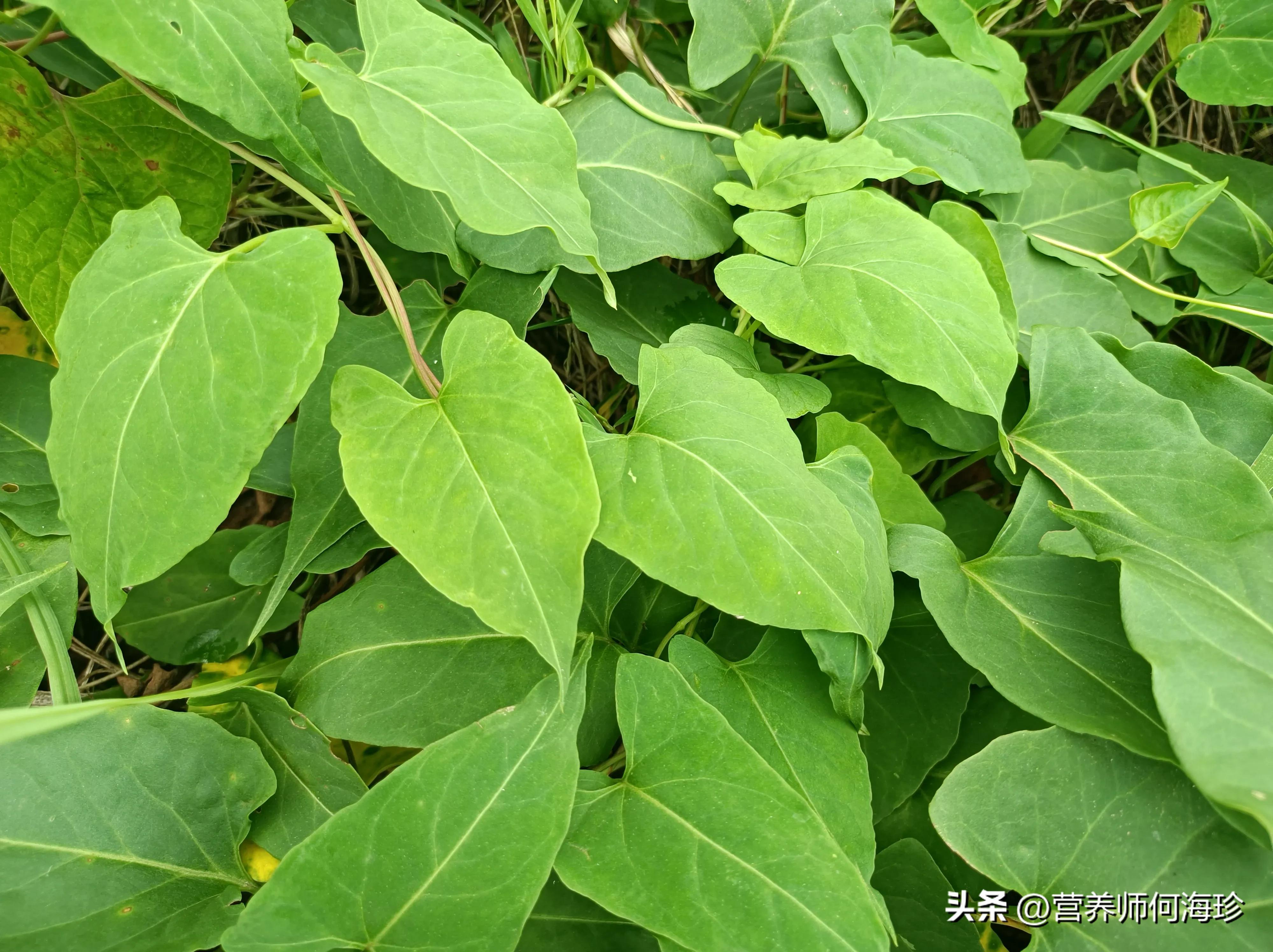 有人说何首乌的根长得像人形,中药乌发草