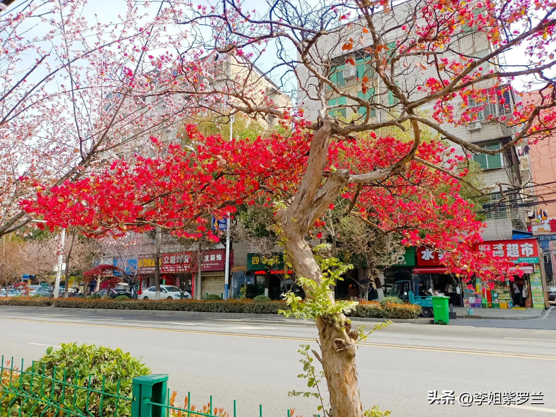 红花檵木和红花继木是一个品种吗,红花檵木和白花檵木