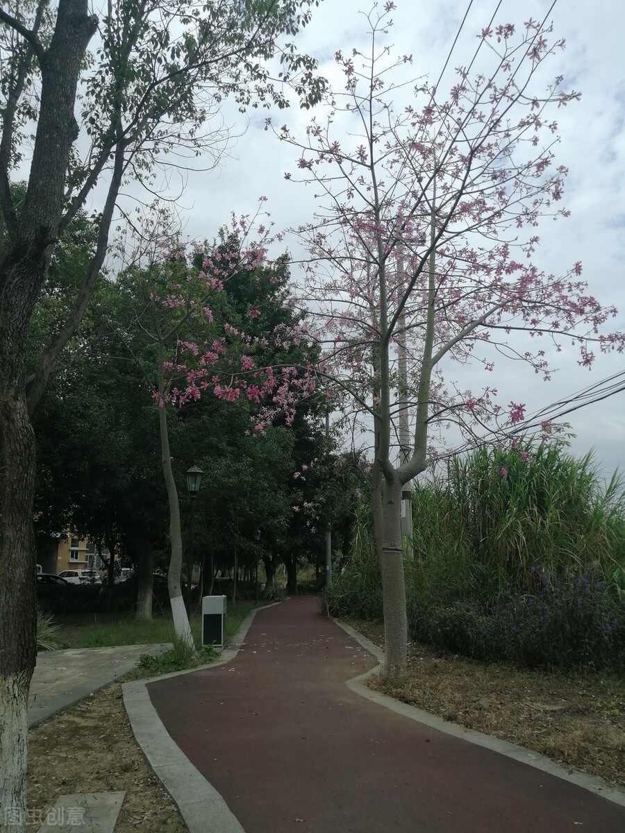 白狗秋和莫言的照片,莫言的白狗荡秋千