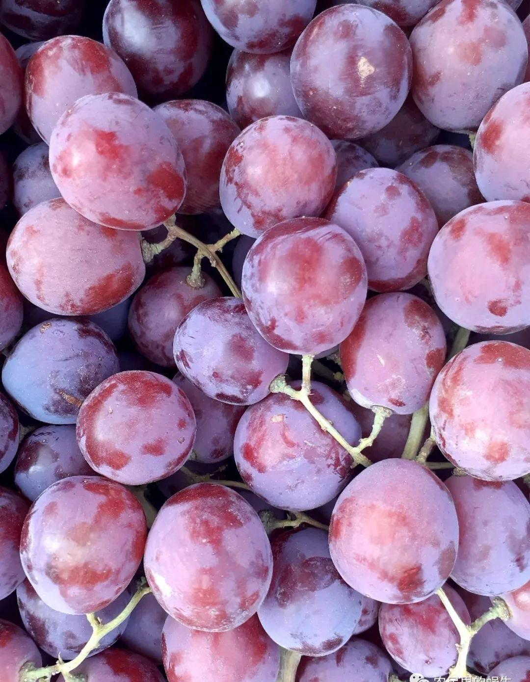 红提幼苗管理技术,红提种植视频教程