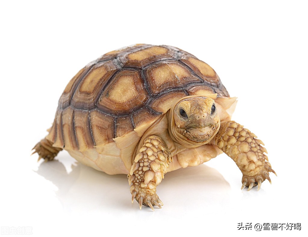 养龟技术,养龟养几只合适