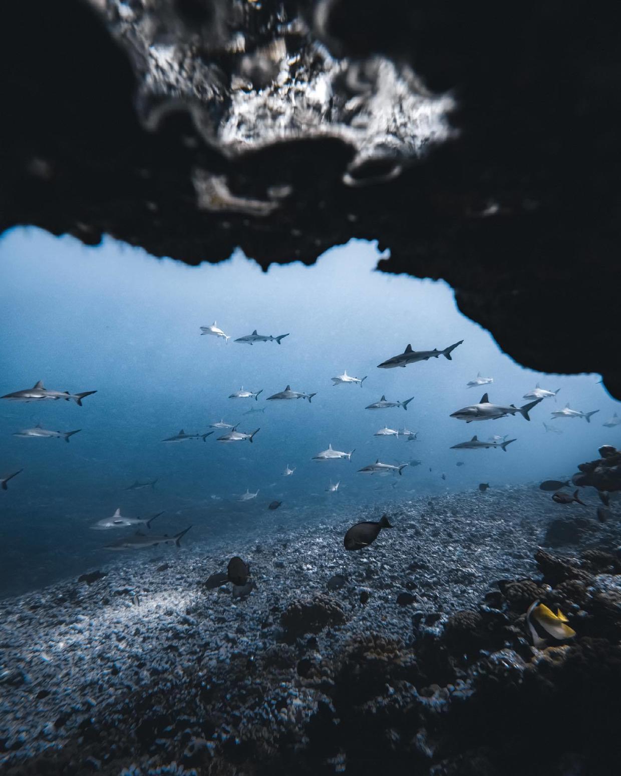 国外美女姐姐海里偶遇一只小鱼，竟引发神奇友谊！网友：前世情人