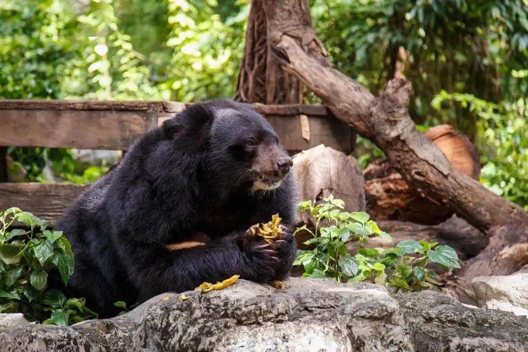 被黑熊袭击为什么这么严重,男子家中遭黑熊袭击徒手击退黑熊