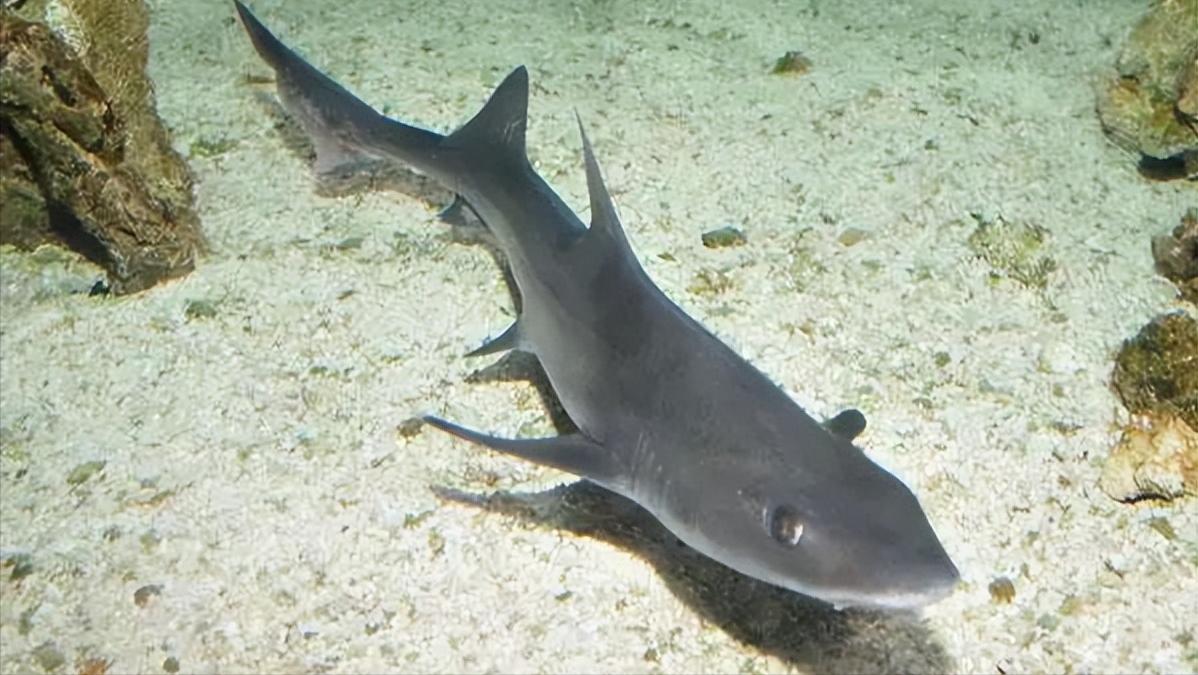 小型淡水观赏鲨鱼饲养方法,淡水鲨鱼有人工养殖的吗