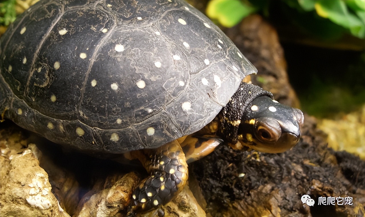 泥水养龟正确方法,泥水养龟教程必看