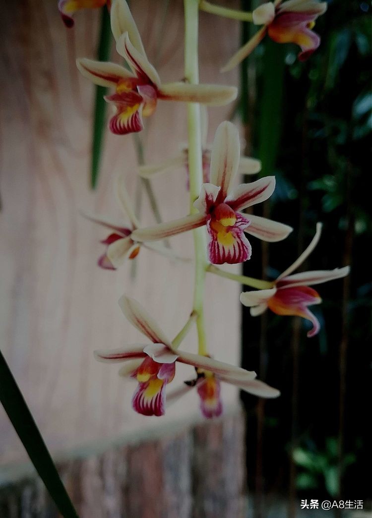 带你认识中华兰花纹瓣兰,顶级纹瓣兰图片