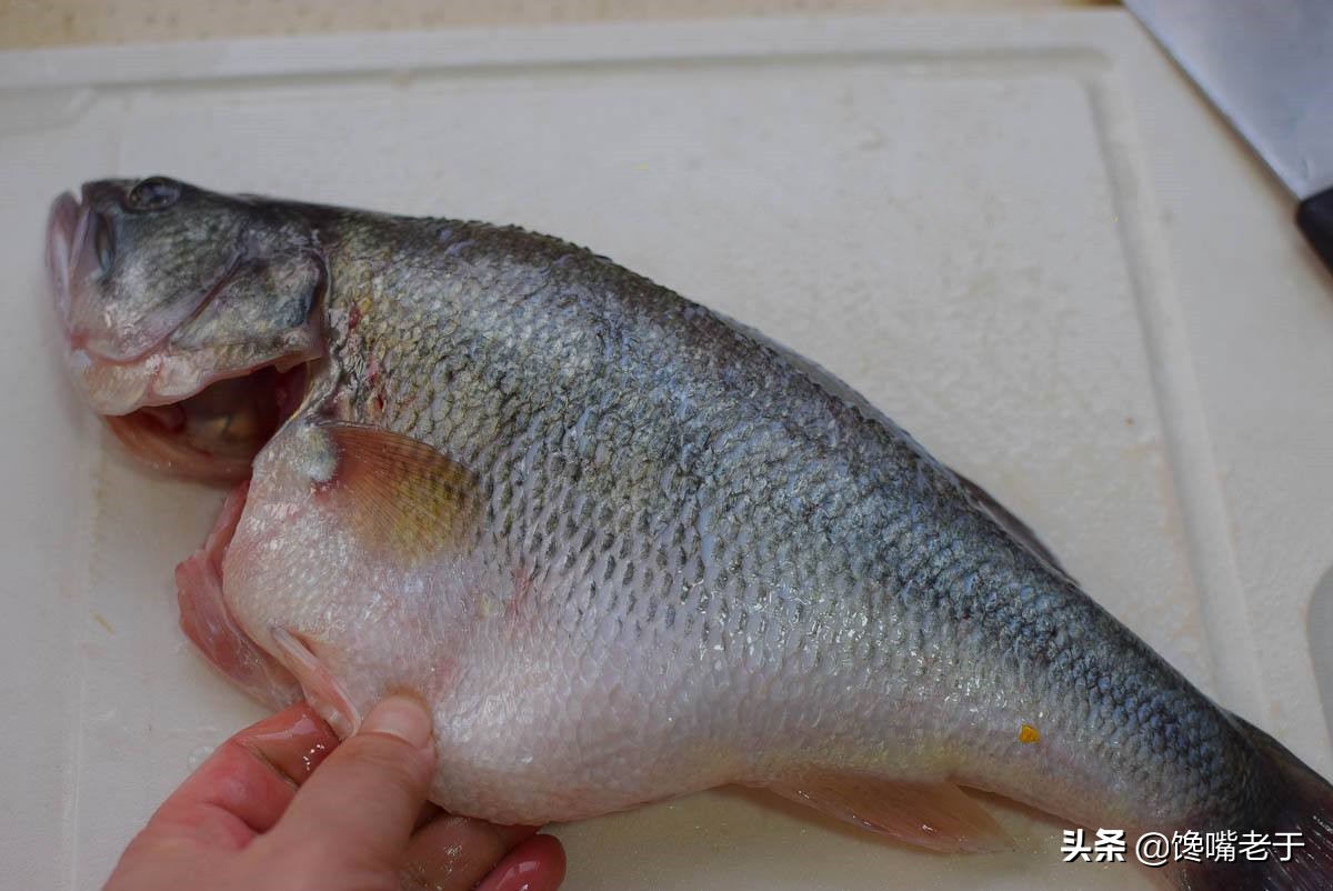 买鲈鱼公的好还是母的好,买鲈鱼大的好还是小一点的好