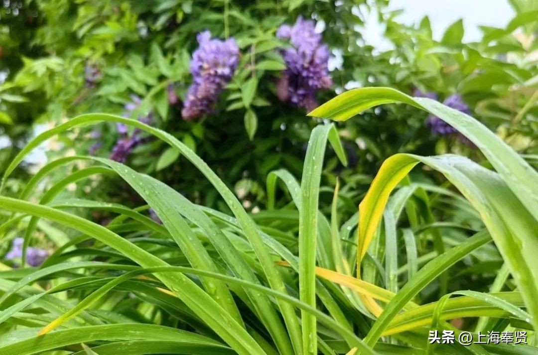 春归入夏，在萱草花盛开的日子里，致敬最美的妈妈！