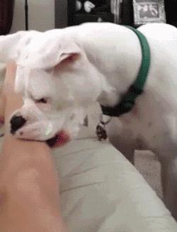 再生气也不要经常去打狗,就算你再生气也不要对别人发脾气