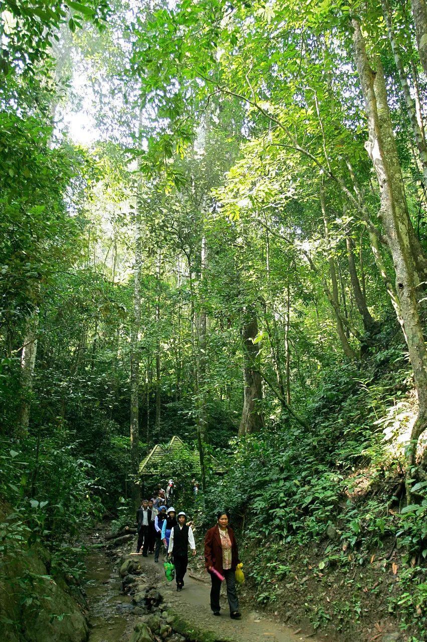 西双版纳体验雨林,吃遍热带水果西双版纳