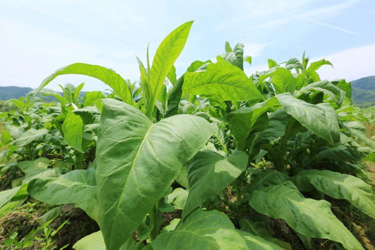 上个世纪50年代都有什么香烟,上个世纪香烟之前长啥样