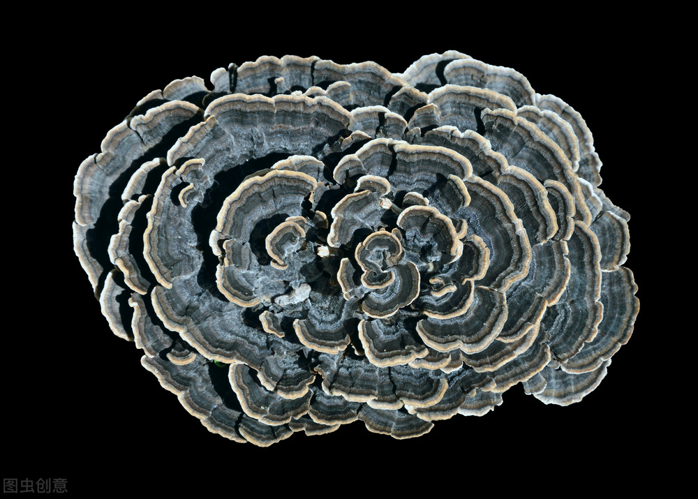 云南常见野生菌鸡屁儿菌,云南野生菌紫头菌