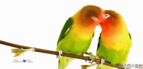 萌宠科普大全,萌宠物种图鉴