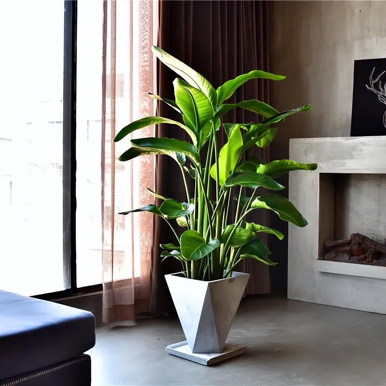 朝阳客厅绿植大叶,十件最适合在客厅养的易活绿植