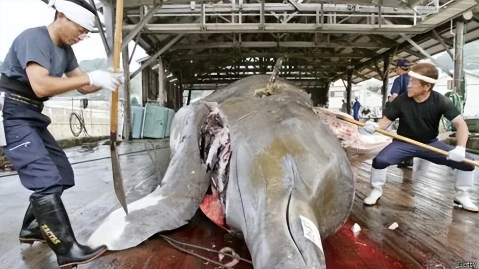 日本贩卖机有哪些食物,日本贩卖机里装的啥