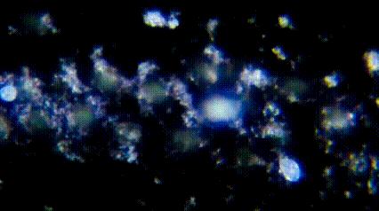 运动神经元显微镜观察内容与结果,显微镜下观察神经元的判断依据