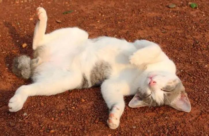 发情期猫咪夜夜笙歌怎么办？家里养猫的看过来，应对办法在这里