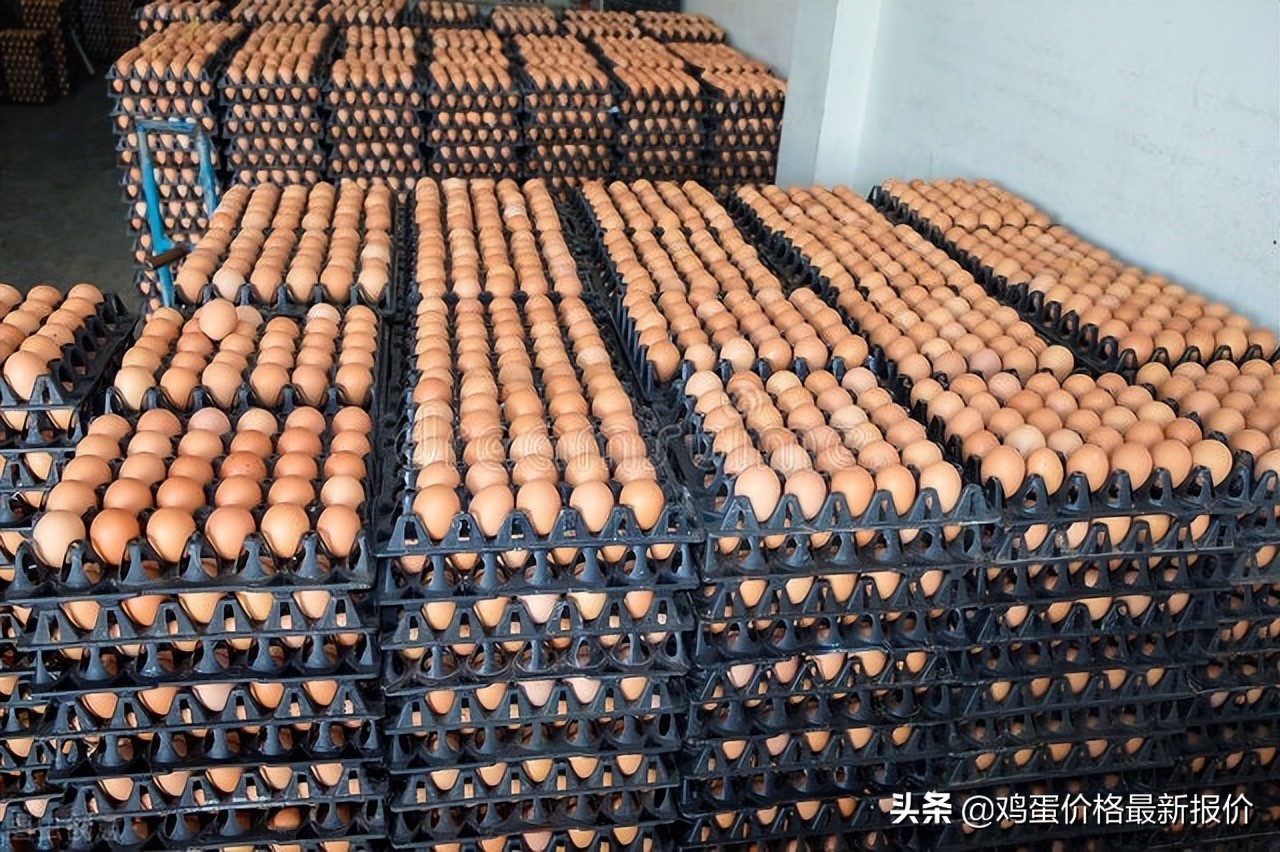 鸡蛋价格今日河北馆陶,今日河北馆陶最新鸡蛋价格