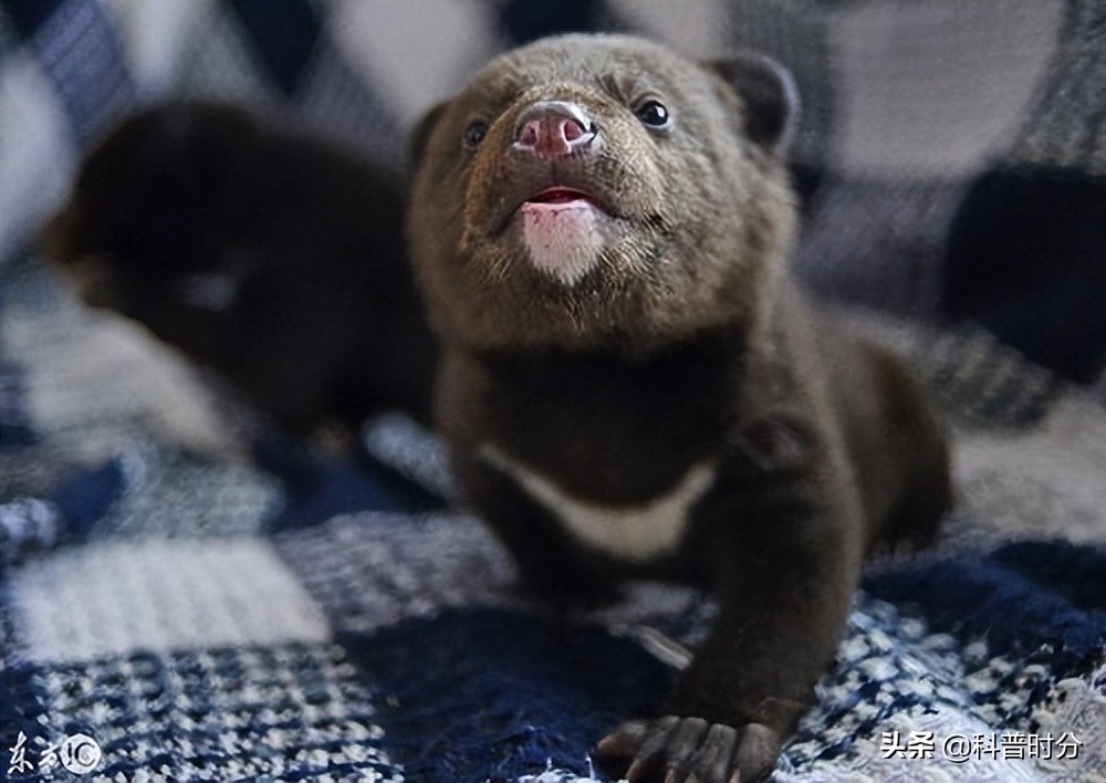 小黄毛捡到一只小狗,15年前村民捡到一只小狗