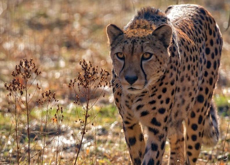 猎豹不是豹子吗,猎豹不是豹