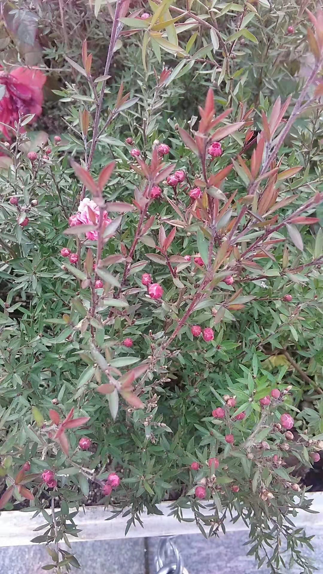 松红梅与松针梅区别,跟松红梅很像的花有什么