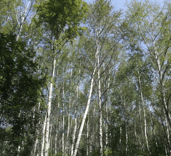 家中不能种的5种树,门前十种阴树不能种