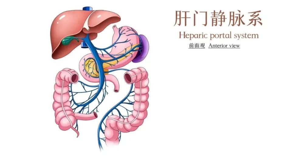 肝硬化门静脉血栓治疗共识,肝硬化门静脉血栓的最佳治疗方案