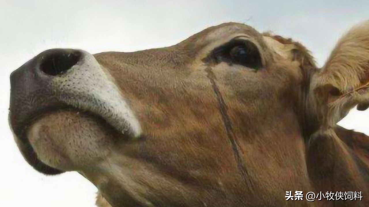 牛流眼泪用什么药治,牛流眼泪最佳治疗方法