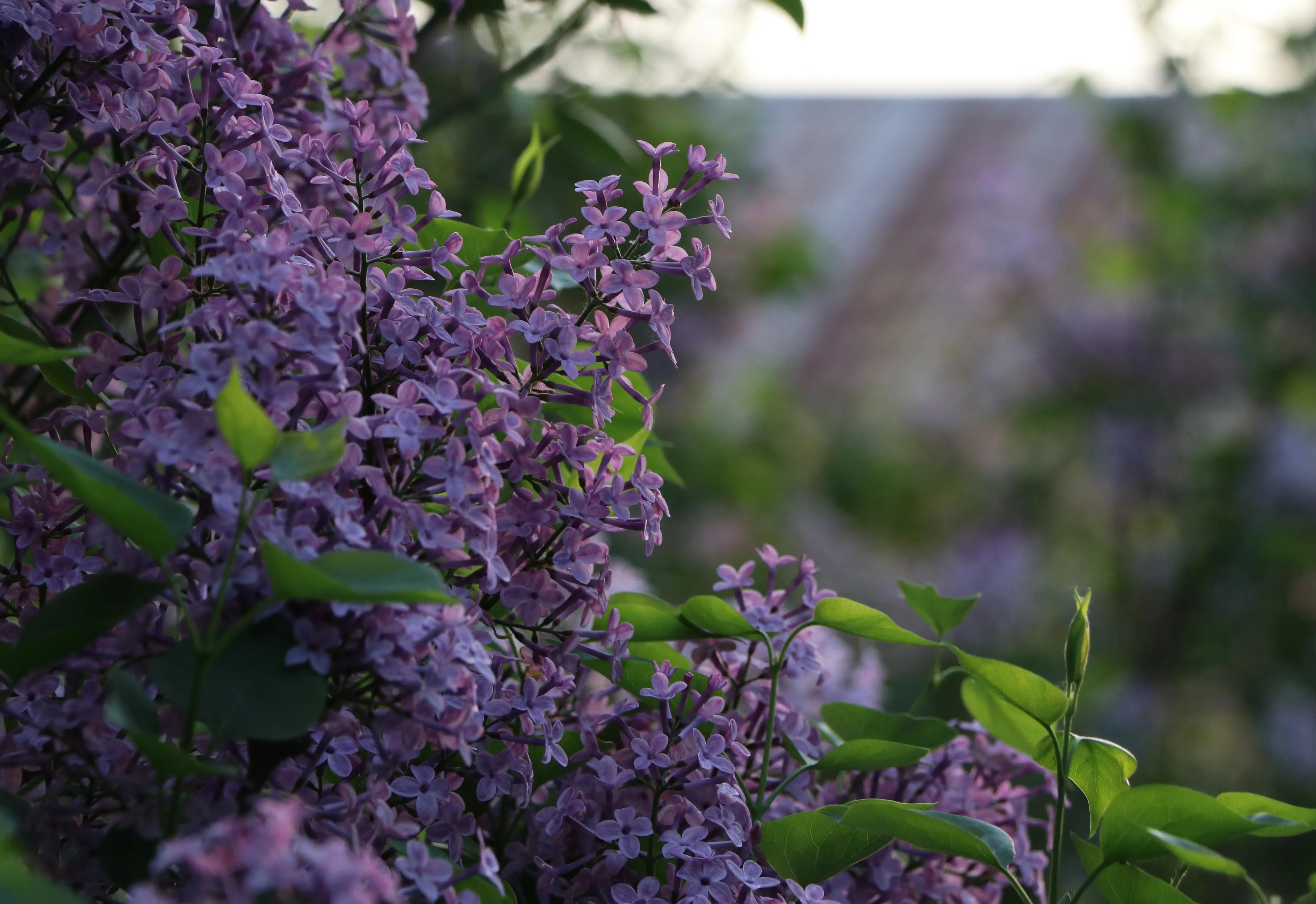 丁香花唯美诗句,丁香花唯美句子