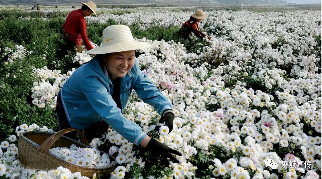 湖北麻城福白菊在哪里买,麻城福白菊产品及介绍