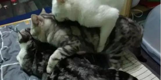 猫咪开车姿势多种多样，绝对是你想象不到的疯狂