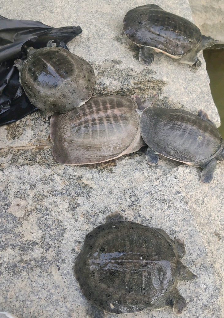 河里甲鱼死亡,河边发现死甲鱼