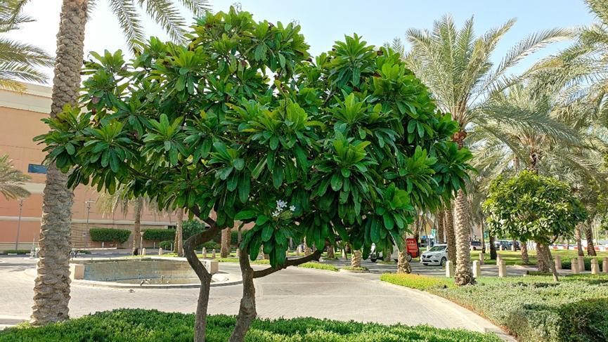 迪拜适合养什么植物,迪拜常见花草