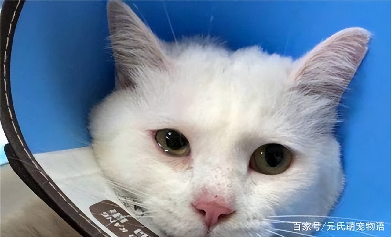 哪些原因会导致猫咪眼屎增多,猫咪泪痕眼屎多严重的话会得病吗