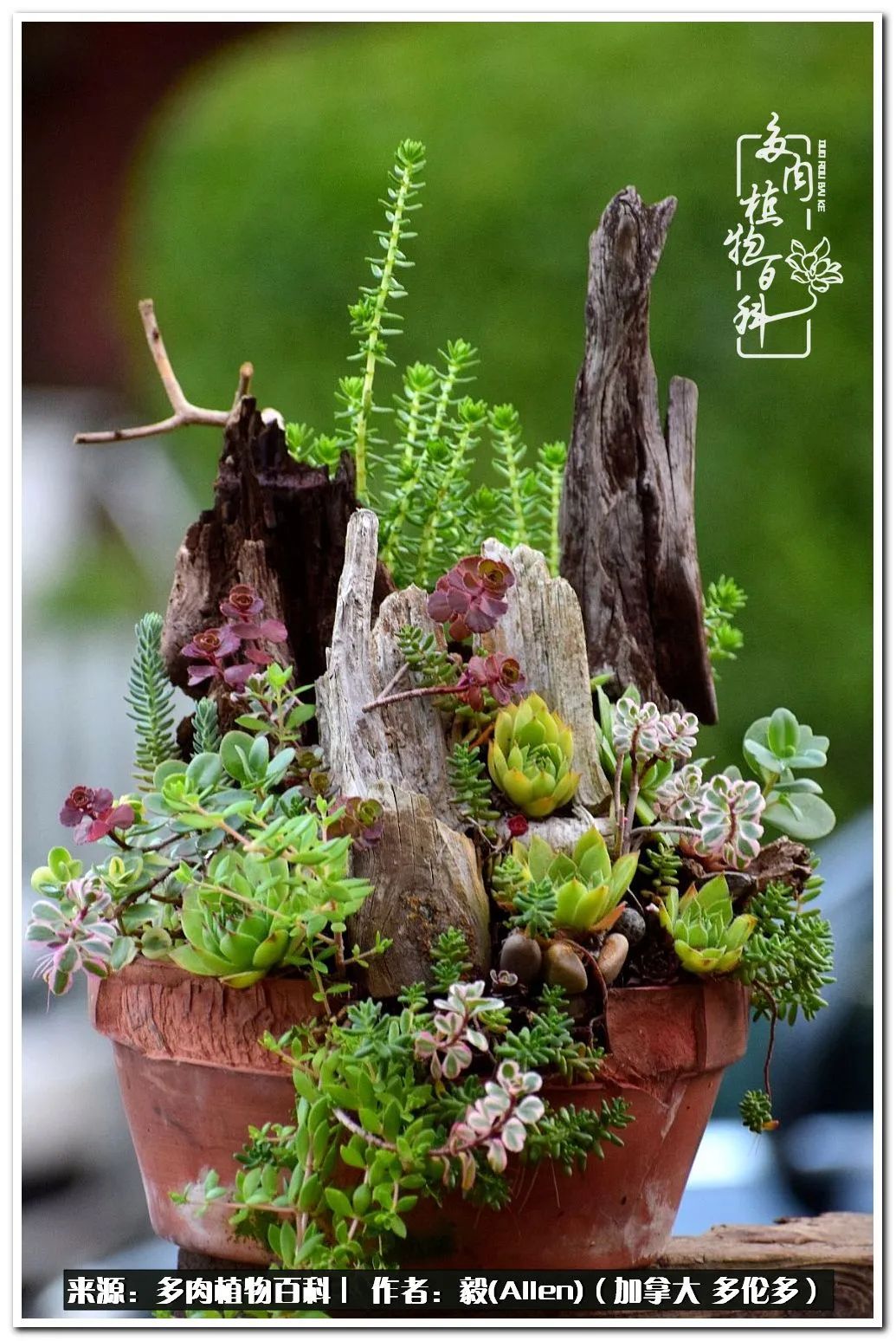 教你打造独一无二的多肉盆景,怎么在家种植多肉花卉盆景