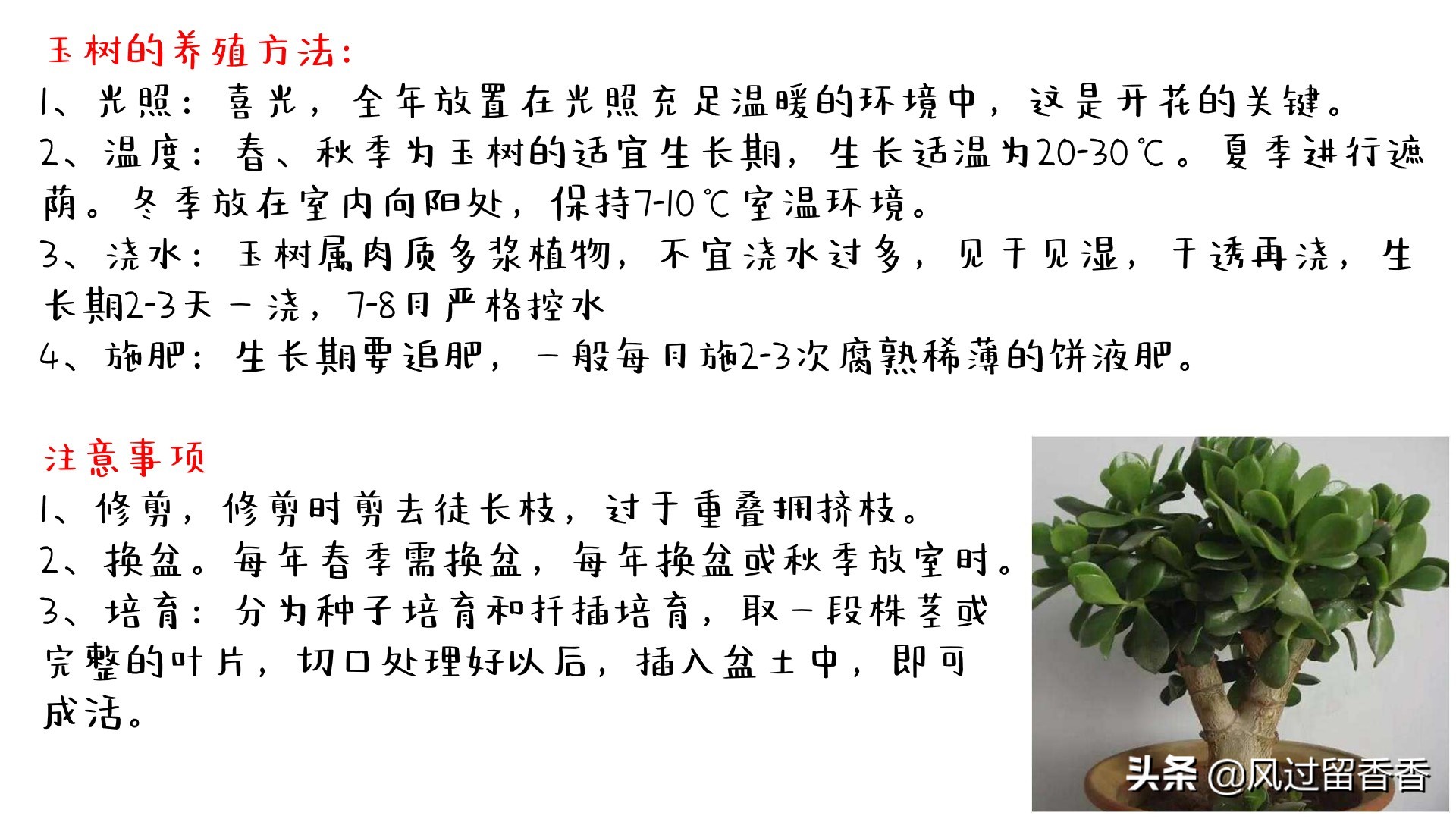 阳台养花教程推荐,阳台养花教程新手入门