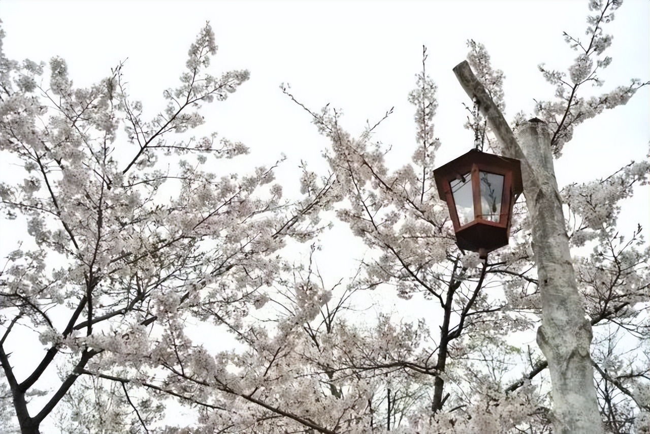 2023日本樱花什么时候开花,2023年日本樱花开放预测